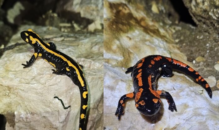 Uhingen - 270 Feuersalamander nehmen Winterquartier am Blaubach an