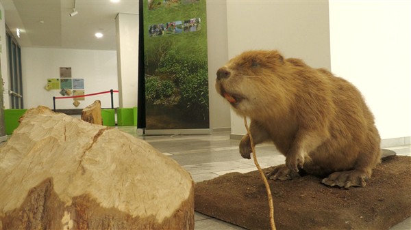 Landkreis Göppingen: Der Biber breitet sich weiter aus