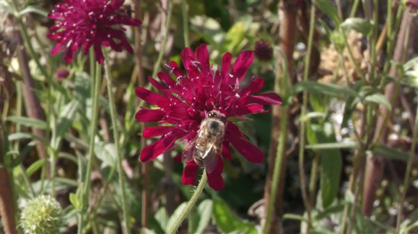Bad Boll: Biodiversitätspfad für mehr Artenvielfalt